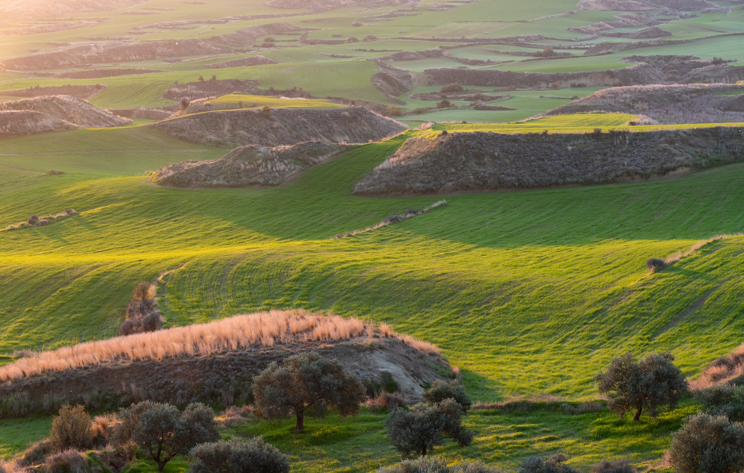 Agriculture farmland field at sunrise. Green meadow land.